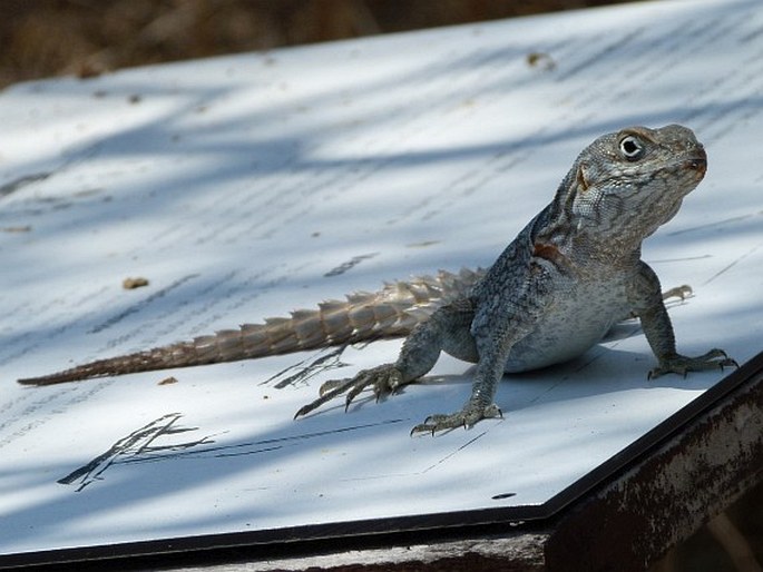 Oplurus cyclurus, leguán trnitý