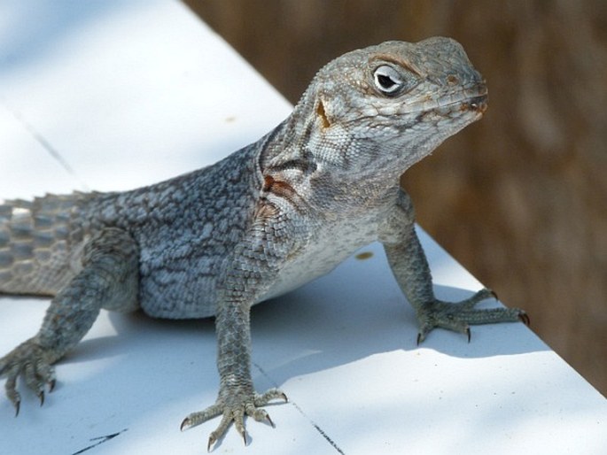 Oplurus cyclurus, leguán trnitý