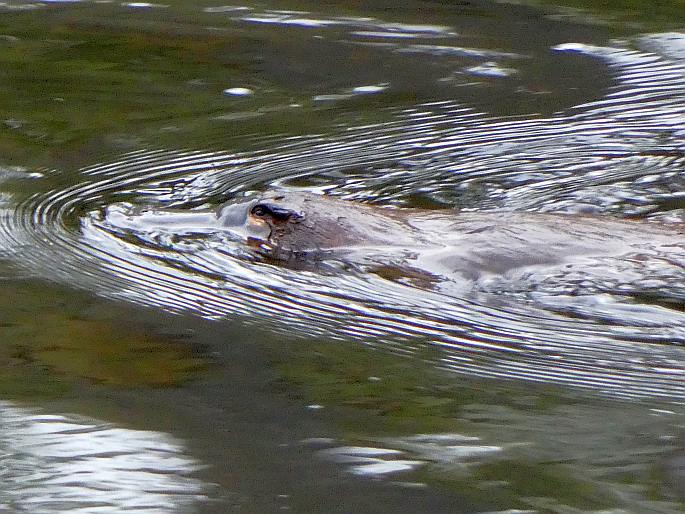 Ornithorhynchus anatinus, ptakopysk hnědý