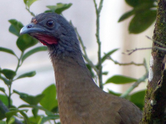 Ortalis ruficauda, čačalaka rudořitá