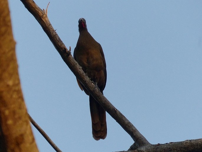 Ortalis ruficauda, čačalaka rudořitá