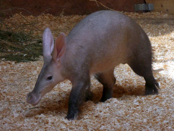 Orycteropus afer, hrabáč kapský