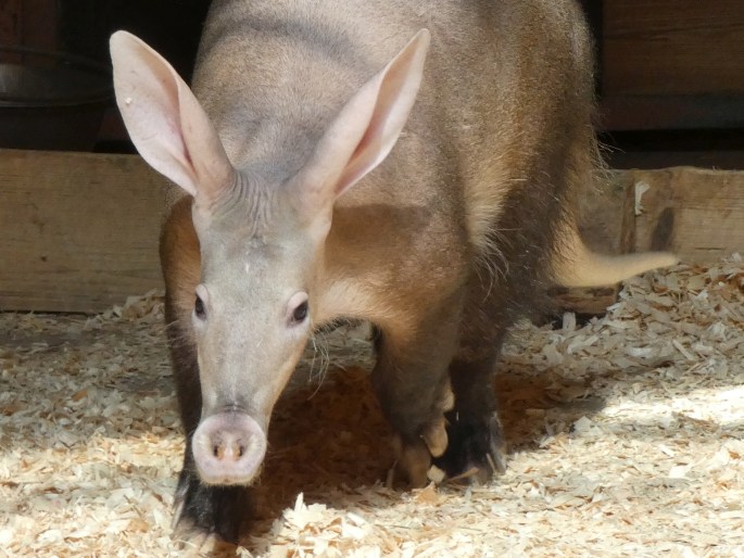 Orycteropus afer, hrabáč kapský