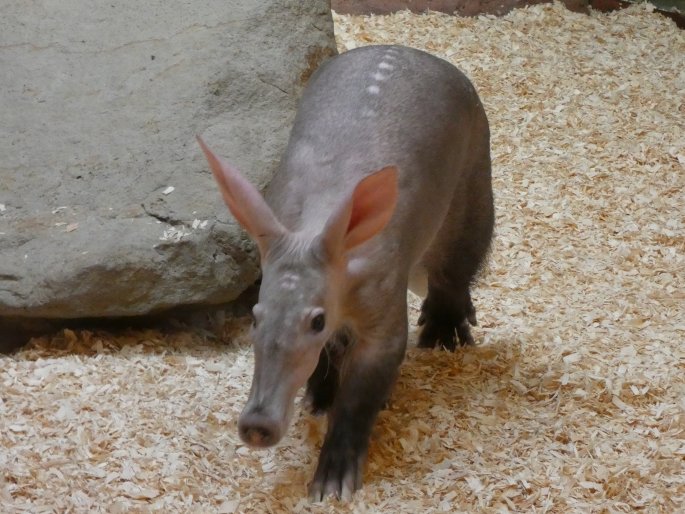 Orycteropus afer, hrabáč kapský