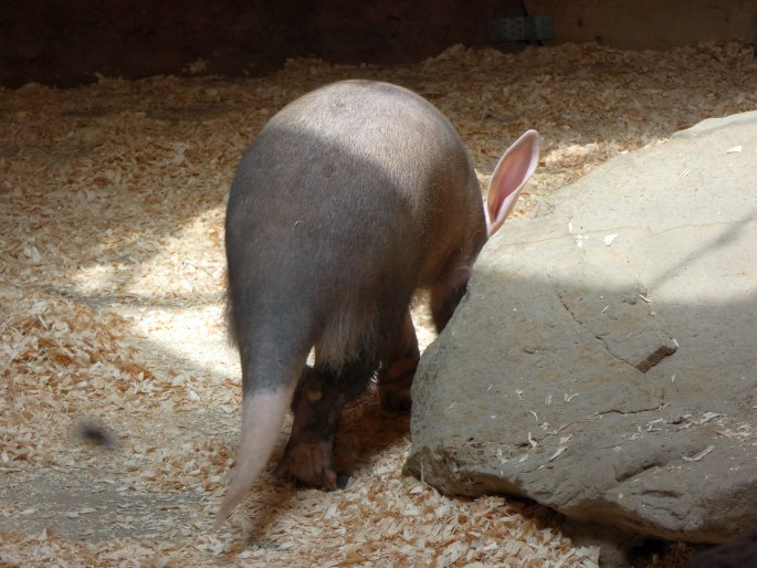 Orycteropus afer, hrabáč kapský