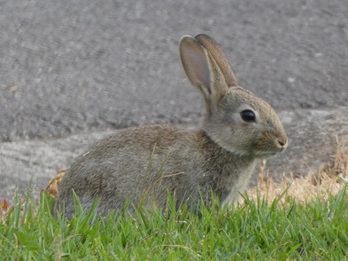 Oryctolagus cuniculus, králík divoký