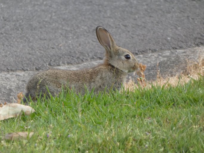 Oryctolagus cuniculus, králík divoký