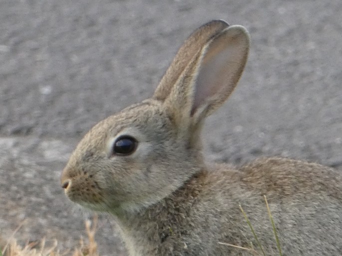 Oryctolagus cuniculus, králík divoký