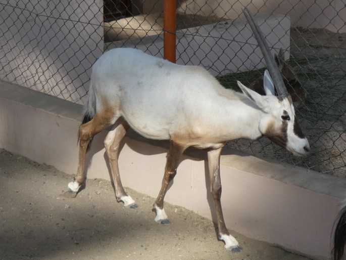 Oryx leucoryx, přímorožec arabský