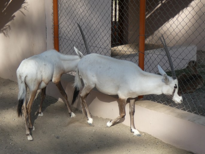 Oryx leucoryx, přímorožec arabský