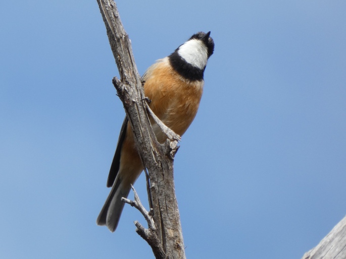 Pachycephala rufiventris, pištec rezavobřichý