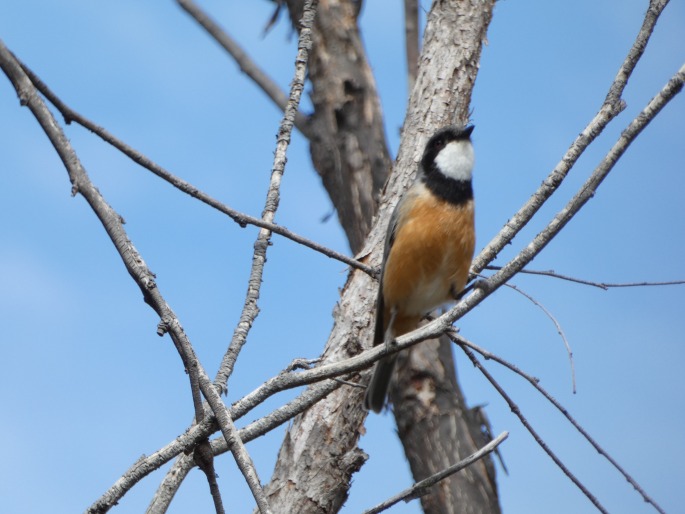 Pachycephala rufiventris, pištec rezavobřichý