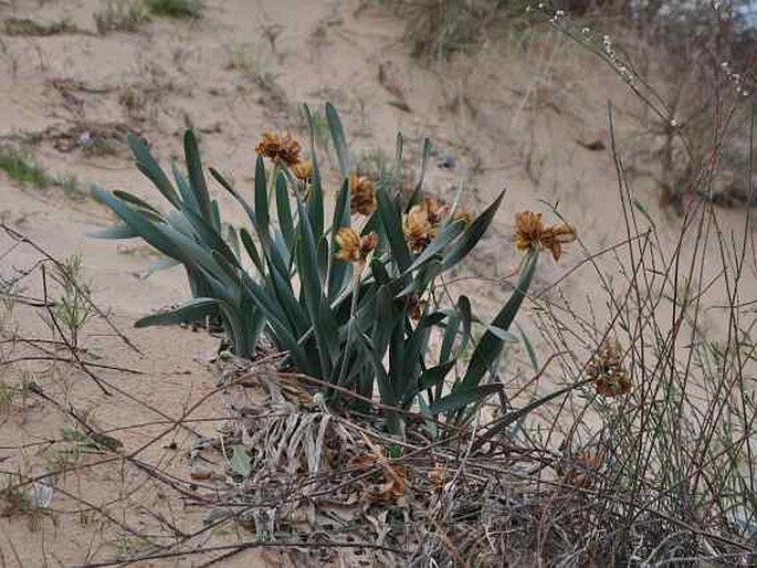 Pancratium maritimum