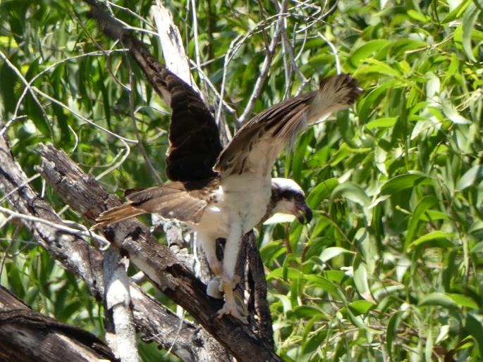 Pandion cristatus, orlovec australský