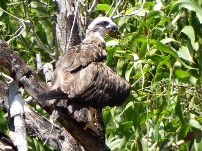 Pandion cristatus, orlovec australský