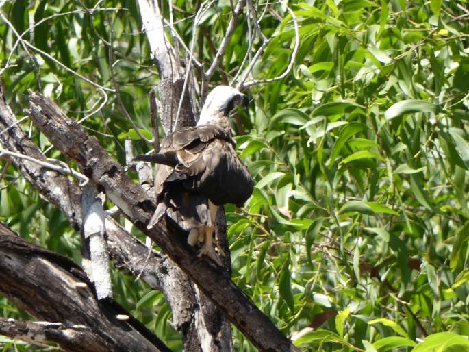 Pandion cristatus, orlovec australský