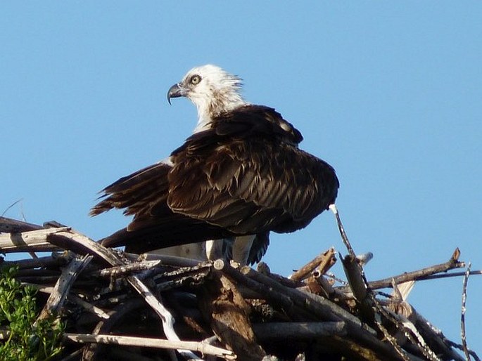 Pandion haliaetus, orlovec říční