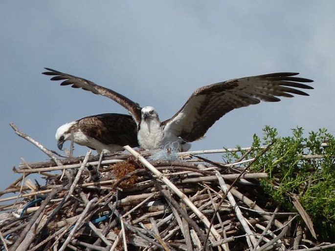 Pandion haliaetus, orlovec říční