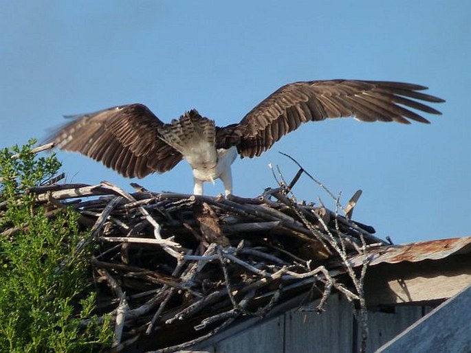 Pandion haliaetus, orlovec říční