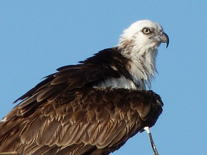 Pandion haliaetus, orlovec říční