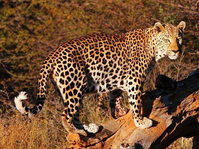 Panthera pardus