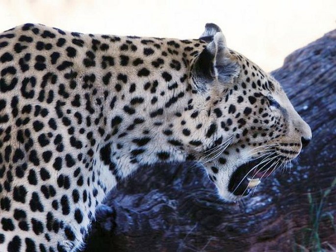 Panthera pardus