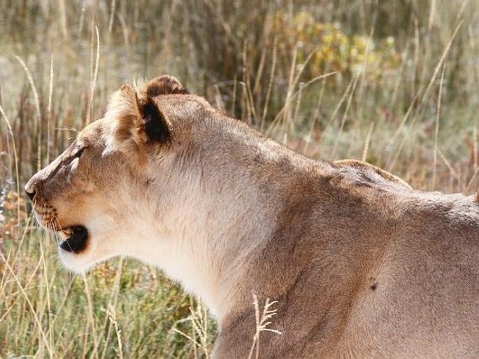 Panthera leo