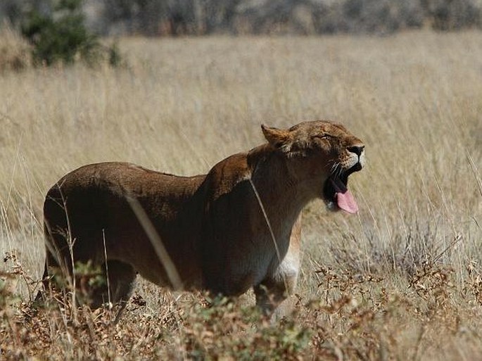 Panthera leo