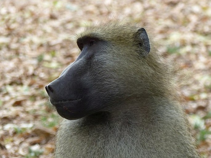 Papio cynocephalus, pavián babuin