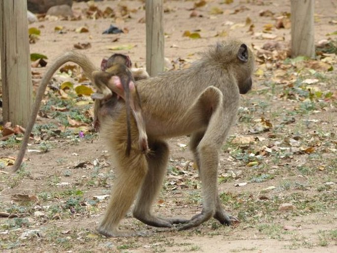 Papio cynocephalus, pavián babuin