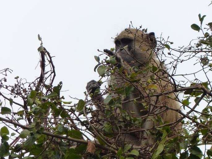 Papio cynocephalus, pavián babuin