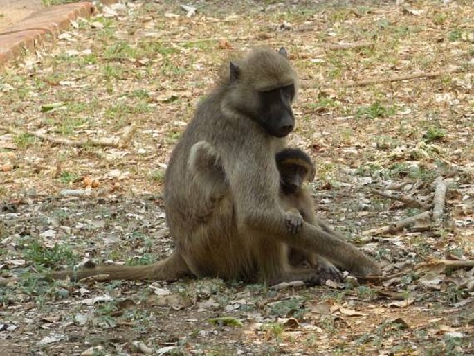 Papio cynocephalus, pavián babuin