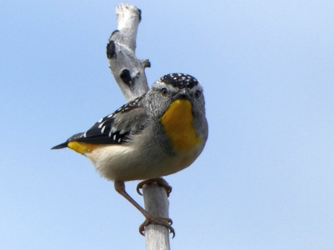 Pardalotus punctatus, pardalot tečkovaný