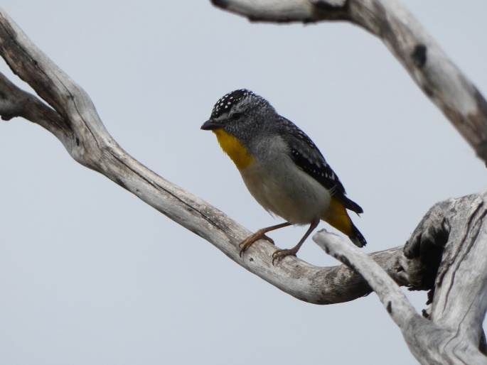 Pardalotus punctatus, pardalot tečkovaný