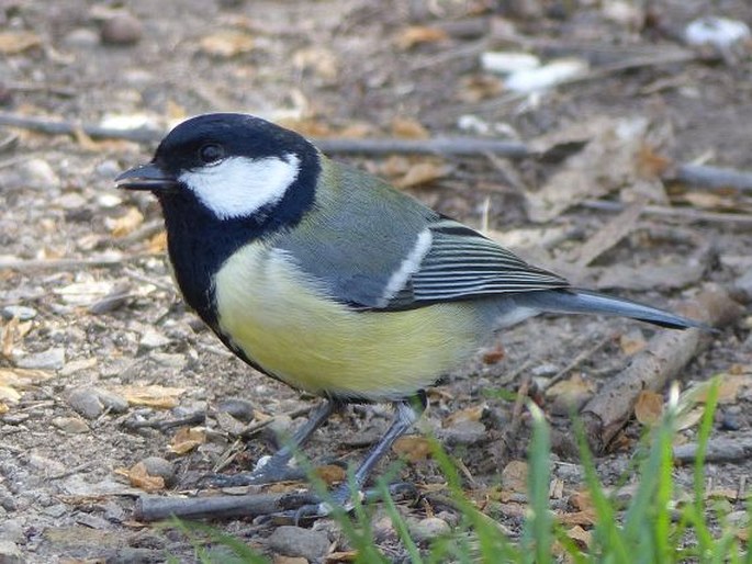 Parus major Linnaeus, 1758; sýkora koňadra