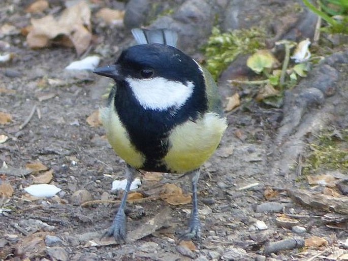 Parus major, sýkora koňadra