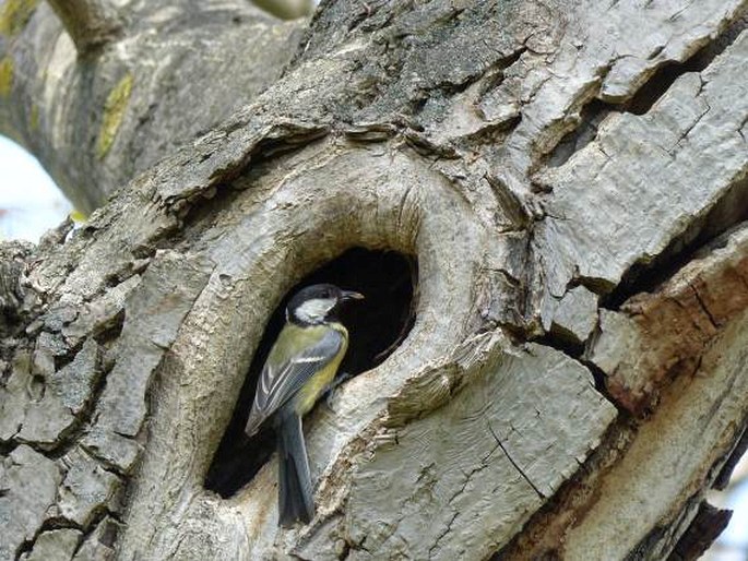 Parus major, sýkora koňadra