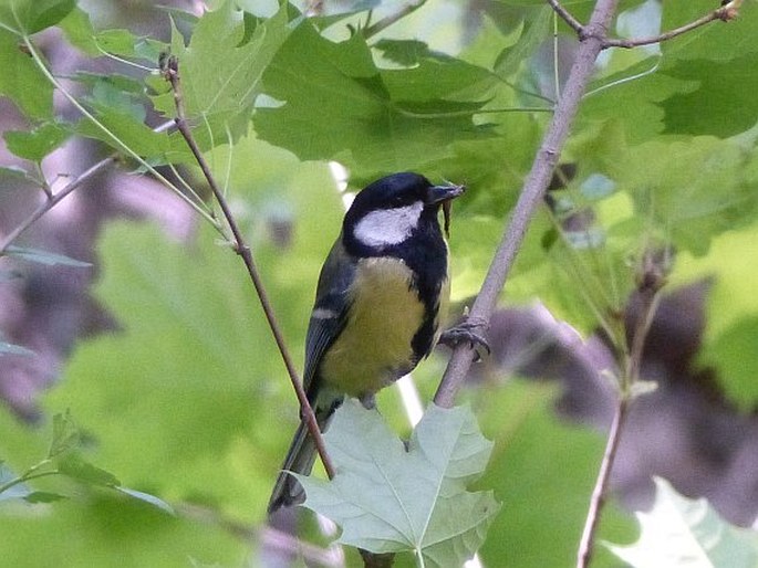 Parus major, sýkora koňadra