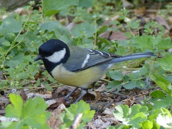 Parus major, sýkora koňadra