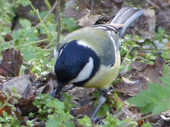 Parus major, sýkora koňadra