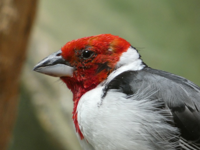 Paroaria dominicana, kardinál dominikánský