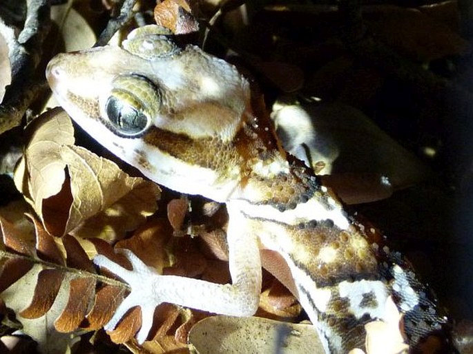 Paroedura picta, gekon madagaskarský