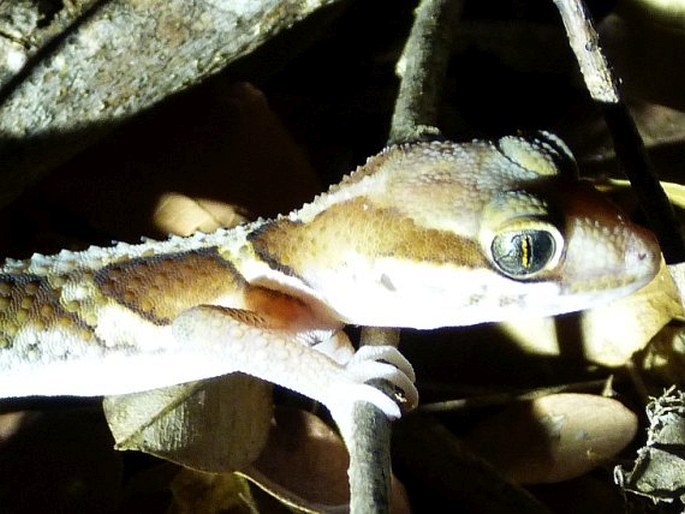 Paroedura picta, gekon madagaskarský