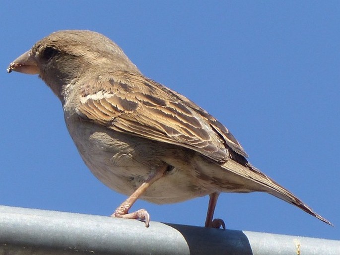 Passer domesticus, vrabec domácí