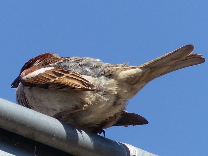 Passer domesticus, vrabec domácí