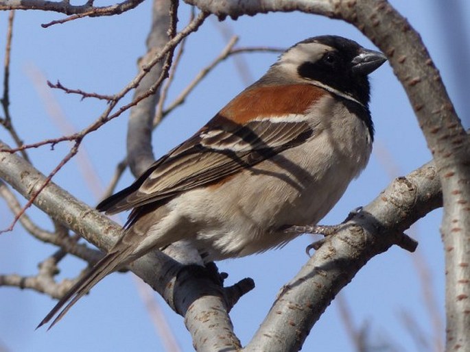 Passer melanurus (Statius Muller, 1776); vrabec kapský