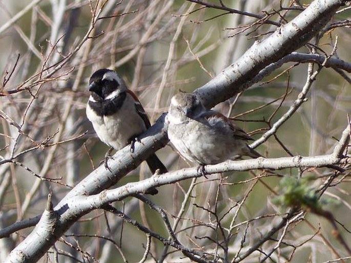 Passer melanurus