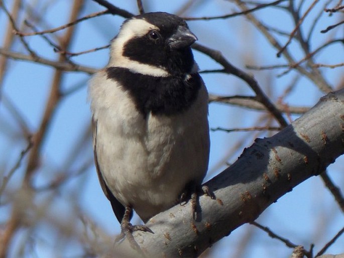 Passer melanurus