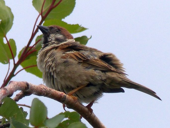 Passer montanus, vrabec polní