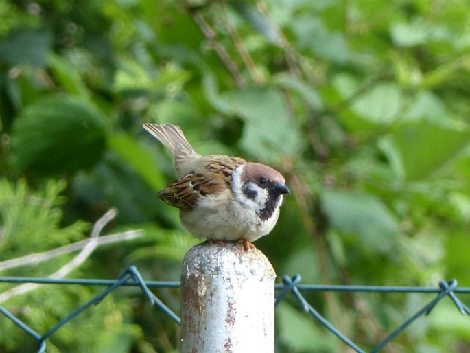 Passer montanus, vrabec polní